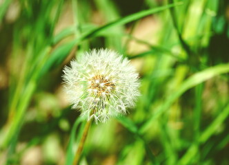 Taraxacum, white head of Dandelion flower