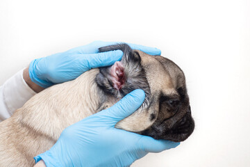 close-up pug dog having a check-up in his ear by a veterinarian. sore ear in a dog. Dog Allergy, Dermatitis, a fungal infection