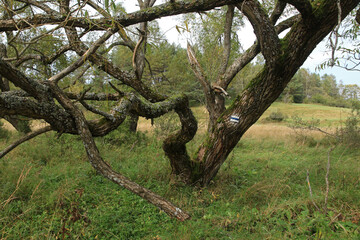Old trees in abandoned, former village Zubensko in Bieszczady Mountains