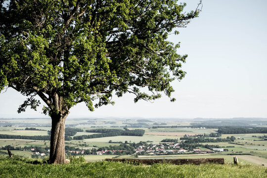 Arbre seul solitaire &agrave; Amance en lorraine avec vue sur un magnifique paysage 