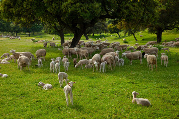 Fototapeta premium Ovejas en la Dehesa, Parque Natural Sierra de Andújar, Jaen, Andalucía, España