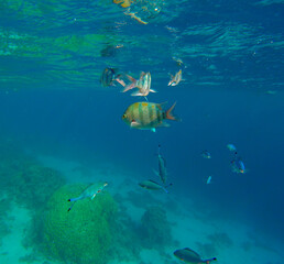 
bright colors and natural forms of the coral reef and its inhabitants in the Red Sea