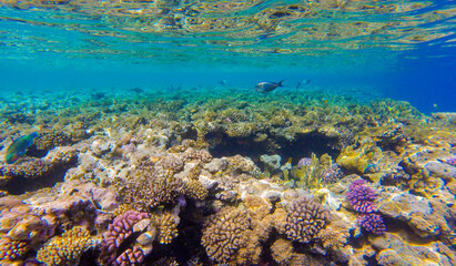 
bright colors and natural forms of the coral reef and its inhabitants in the Red Sea