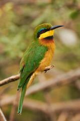 Little Bee-eater (Merops pusillus)