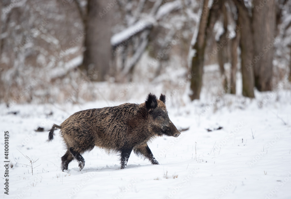 Poster wild boar in forest on snow