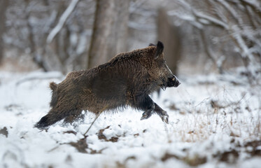 Wild boar in forest on snow