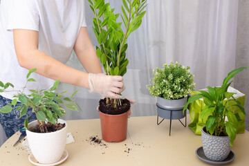 Transplanting plants. Transplanting houseplants, zamiokulkas in a pot. Step 1