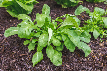 Organic mesclun mix leafy greens direct sowed from seed growing in a suburban kitchen garden in springtime
