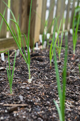 Rows of red, white and yellow onions growing in an organic suburban kitchen garden in springtime