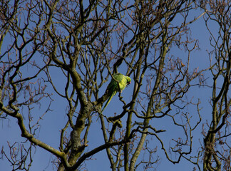 Green parrot (Rose-ringed parakeet/ring-necked parakeet)
sitting on a tree branch