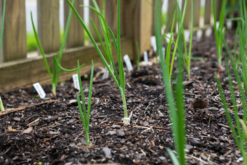 Rows of red, white and yellow onions growing in an organic suburban kitchen garden in springtime