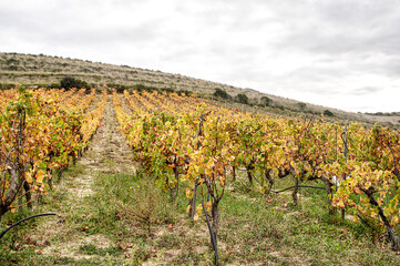 Vineyard in Winter Panoramic Photography in Countryside Sardinia Italy