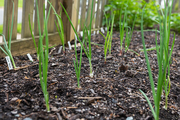 Rows of red, white and yellow onions growing in an organic suburban kitchen garden in springtime