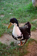 Nice goose walks alone at the farm, it is black and white bird.
