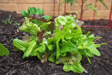 Organic gourmet blend lettuce mix direct sowed from seed growing in a suburban kitchen garden in springtime