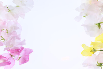 白バックの様々な色のスイートピー