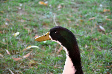 Nice goose walks alone at the farm,it is black and white bird. Animal head, animal portrait shoot.