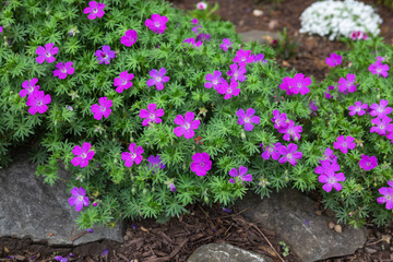Purple flowers of a hardy perennial cranesbill geraium in full bloom in a rock garden during...