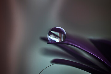 close-up of a transparent drop of water, on the purple petal of a daisy