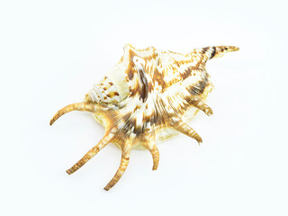 Beautiful seashell isolated on a white background. Lambis scorpius, common name the scorpion conch or scorpion spider conch.