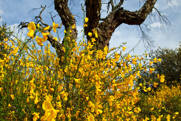 Retamas y Alcornoque, Parque Natural Sierra de Andújar, Jaen, Andalucía, España