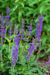 Purple spike flowers of May Night Salvia (salvia  sylvestris), or garden sage, in bloom in a spring garden