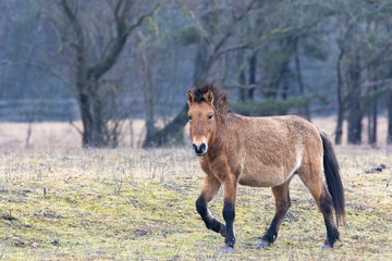 A wild horse of the rare horse breed Przewalski horse