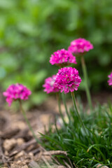 Globular shaped pink Sea Thrift 'armeria maritima' flowers, Dusseldorf Pride variety, in full bloom in the garden in springtime