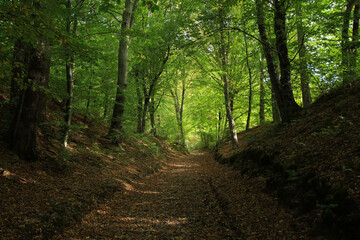 Fototapeta na wymiar Path in the forest in Sanok, Poland