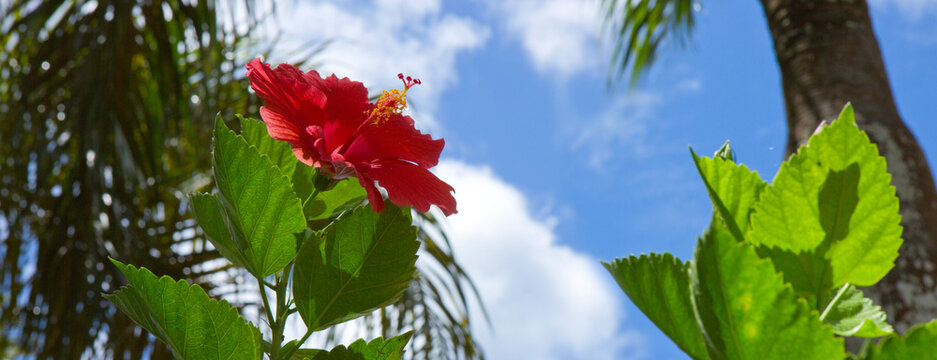 Red hibiscus flower on the blue sky background.