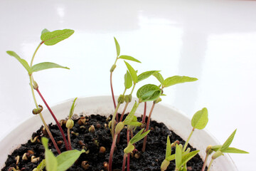 Mung bean microgreens in growing tray on a white background. Fresh green sprouted mung beans. Young plant growing in soil. Superfood, vegan and healthy eating concept. Top view, copy space
