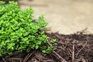 Lime thyme herb growing as a ground cover on a flagstone footpath in a garden during spring