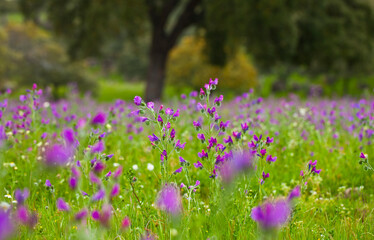 Obraz premium Viboreras y Alcornoque, Parque Natural Sierra de Andújar, Jaen, Andalucía, España