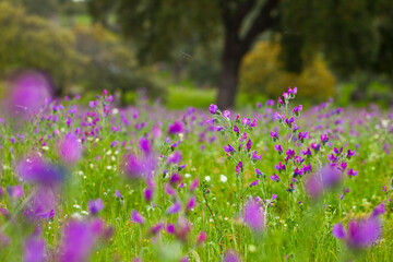 Naklejka premium Viboreras y Alcornoque, Parque Natural Sierra de Andújar, Jaen, Andalucía, España