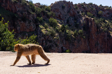 Monkey walking peaceful with mountains in the background