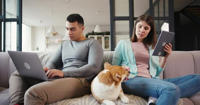 Lovely man and woman surf internet with laptop and tablet stroking adorable red corgi dog on sofa in living room slow motion