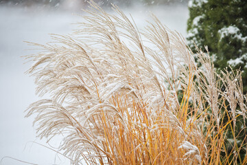 Ornamental grass blowing in the wind during a winter snowstorm