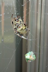 spider on web