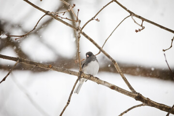 Dark eyed junco bird perched on a branch during a winter snowstorm