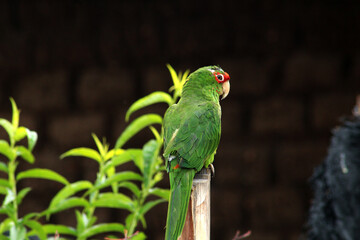 Parrot on top of the trunk in Peru next to andean houses.