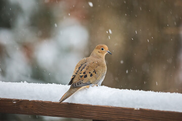 Mourning dove bird perched on a railing during a winter snowstorm