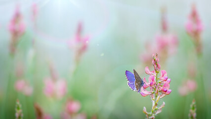 Spike with pink buds of Onobrychis viciifolia and Adonis blue butterfly against blurred meadow background. Beautiful spring - summer nature wallpaper with space for text. Cool image of morning nature.