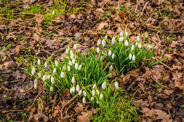 The first cluster of snowdrops blooming after the winter near Lubenham, UK