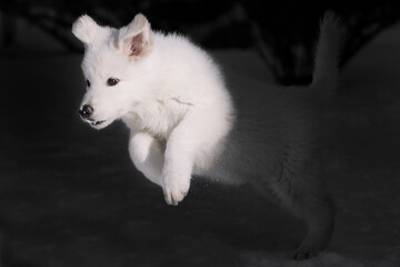 portrait of a white swiss shepherd dog