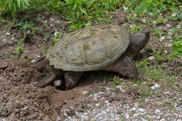 A large snapping turtle laying eggs in a nest it dug in a gravel road with its back feet, 