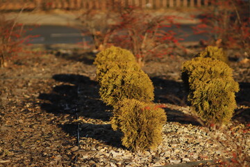 krzewy  w  parku  w  oczekiwaniu  na  przyjście  wiosny - 410006891