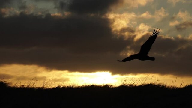Lone raven flying wings spread slow motion sunrise