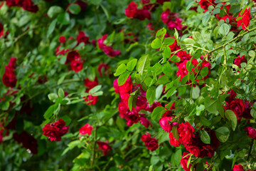 Vibrant red roses blooming in the garden forming a bright green and red background