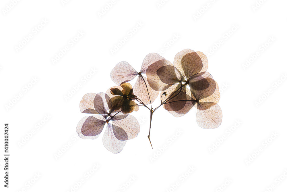 Wall mural dry flowers on the white background