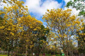 Obraz premium árbol, lapacho en flor, flor de lapacho, amarillo, misiones, flores, flor. lapacho, handroanthus impetiginosus, especie arbórea, nativo sudamérica